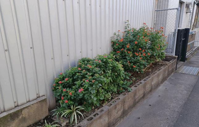 みんなで清掃活動